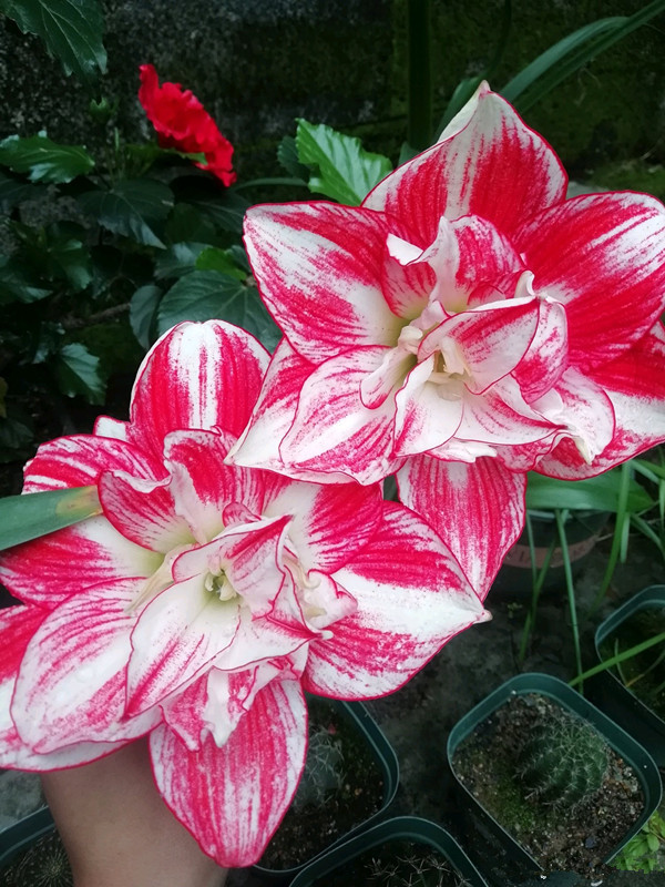 国产朱顶红红宝石不输进口洋朱漂亮且便宜好养易打理