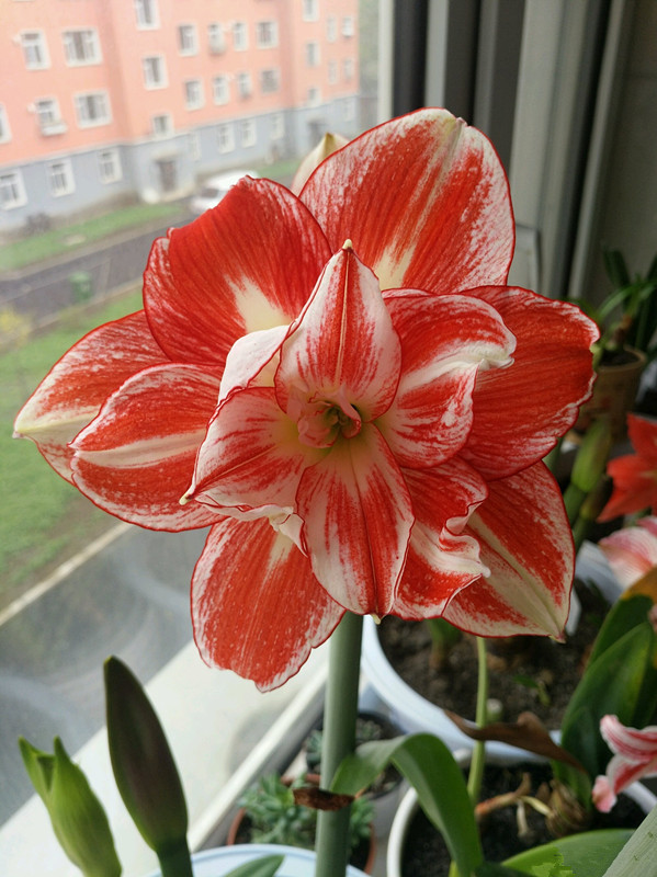 国产朱顶红"红宝石",不输进口洋朱,漂亮且便宜,好养易打理!