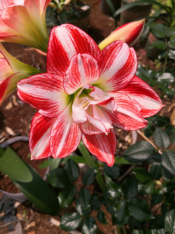 国产朱顶红红宝石不输进口洋朱漂亮且便宜好养易打理