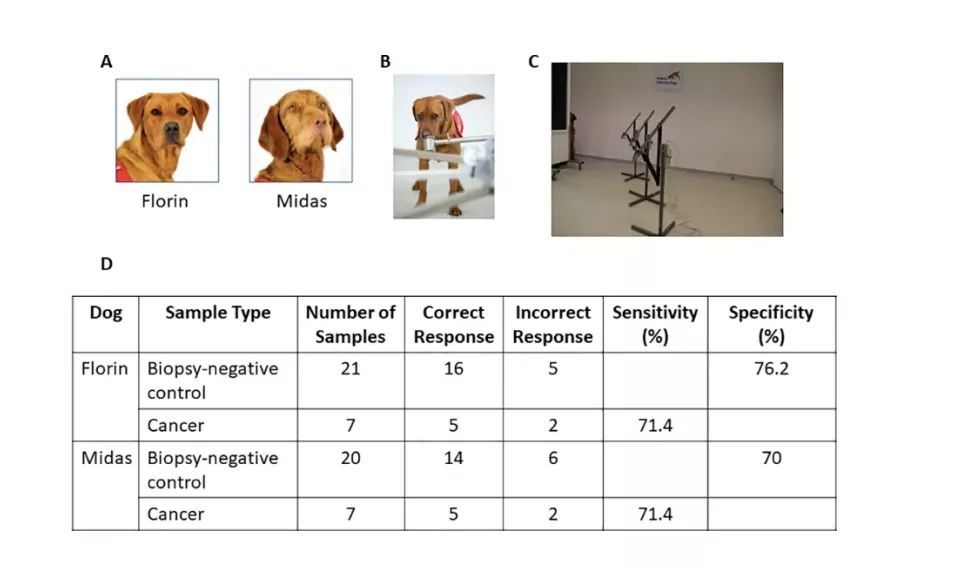 麻省理工学院|模仿犬类嗅觉，MIT研究人员开发气味探测系统，或可用于疾病筛查