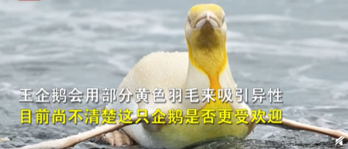 南极|开眼！南极发现全球首只黄金企鹅