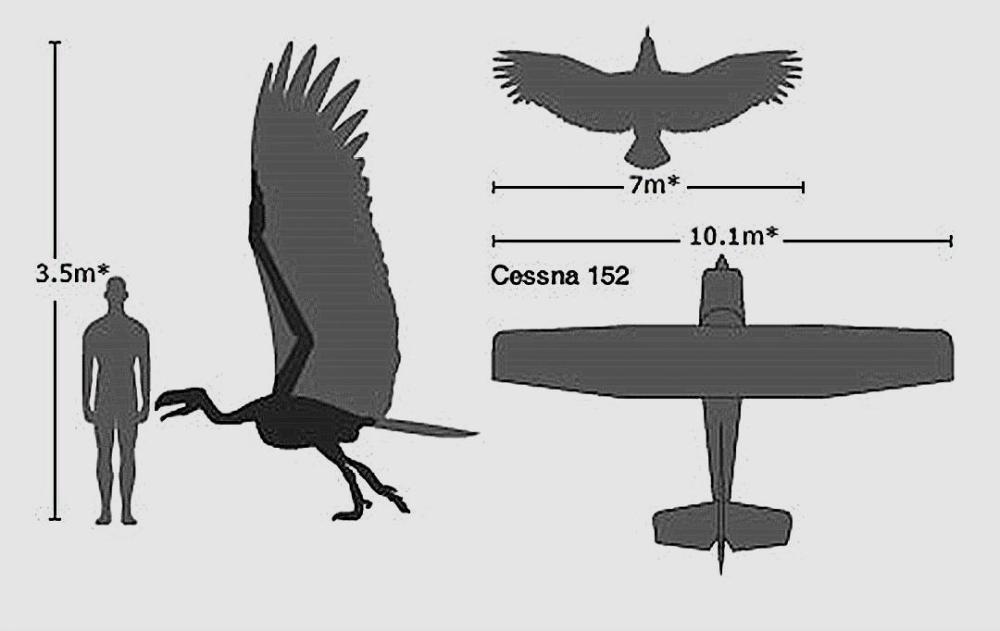 翼展|体重70公斤，翼展7米的史前巨鹰，能不能飞成了争论焦点