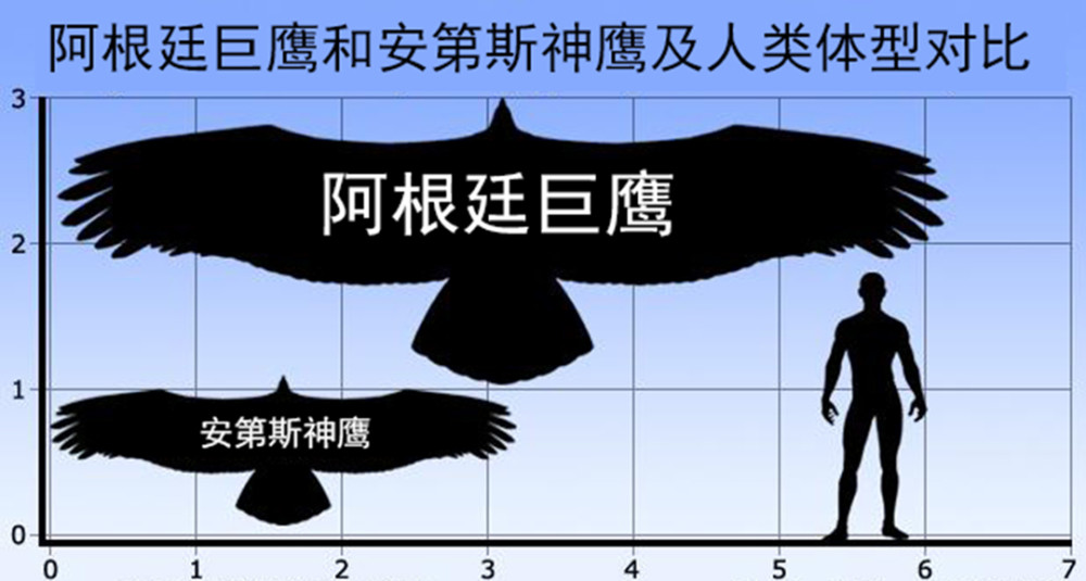 翼展|体重70公斤，翼展7米的史前巨鹰，能不能飞成了争论焦点