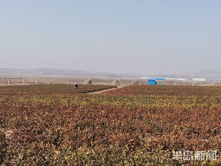 新春走基层 追肥浅耕修枝冠即墨茶农抢抓农时 腾讯新闻