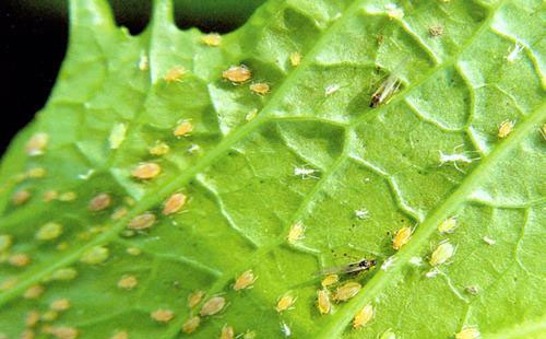 抗性桃蚜难防治抓住这三个关键期