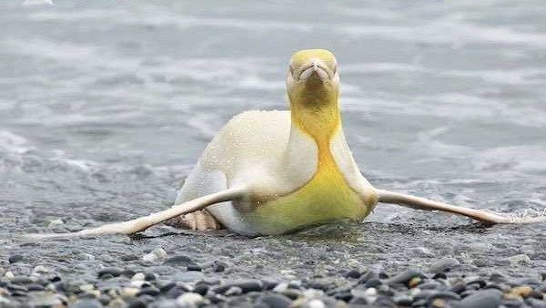 匹兹堡企鹅|南极发现全球首只金色企鹅 网友瞬间脑洞大开