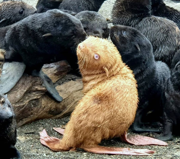 匹兹堡企鹅|南极发现全球首只金色企鹅 网友瞬间脑洞大开