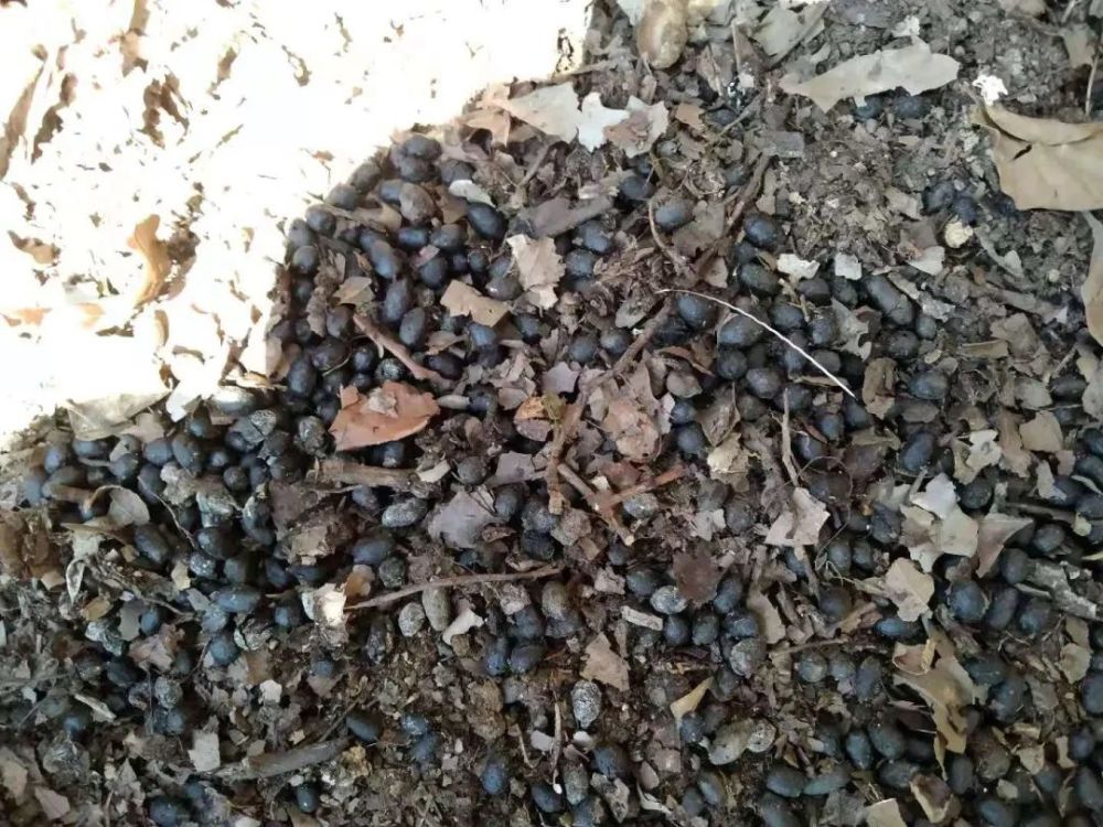 林麝粪便 (杨志武拍摄)从猎套旁的木棍情况判断,新鲜的猎套应该是春节
