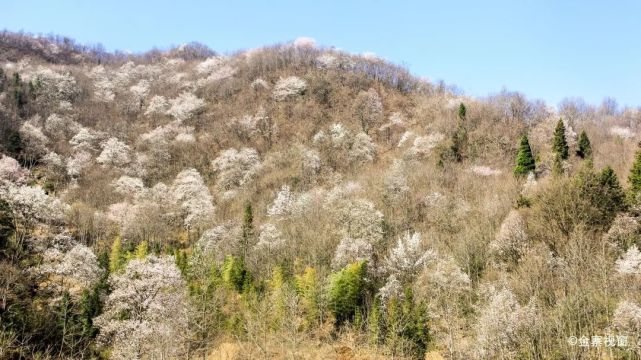 金寨县铁冲乡望春谷景区大地回春,故将清露作芳尘已向丹霞生浅晕束素