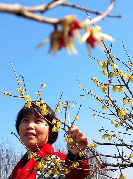 春天里,腊梅花朵朵开