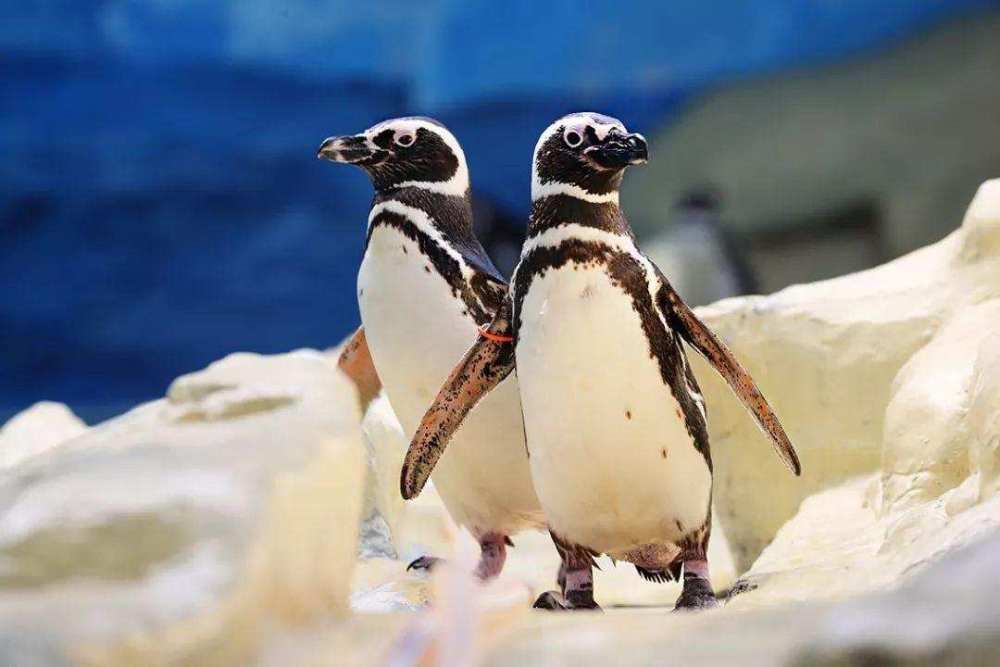 企鹅|南极发现首只黄金企鹅，罕见颜色或许会要了它的命