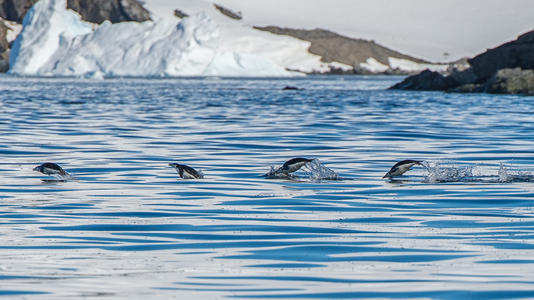 企鹅|南极发现首只黄金企鹅，罕见颜色或许会要了它的命