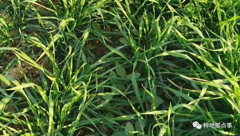 除草剂|除草剂和杀虫剂能混配吗？