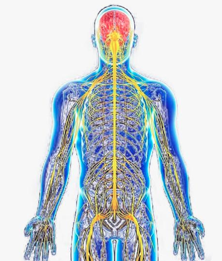 因为神经系统网络夜以继日地精准传递,不辞辛苦地上传下达,人体才能