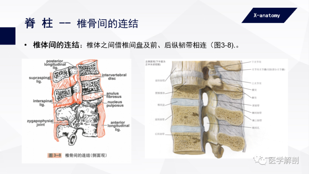 椎弓間的連結:包括椎弓板,棘突,橫突間的韌帶連結和上,下關節突間的