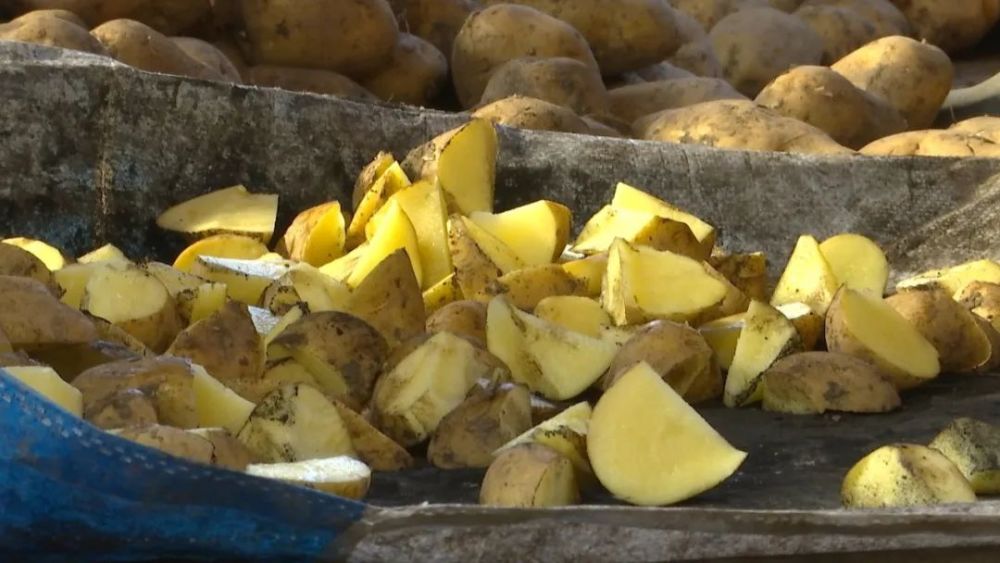 社员们已经忙碌起来,切种,拌种,准备春播用的马铃薯种薯