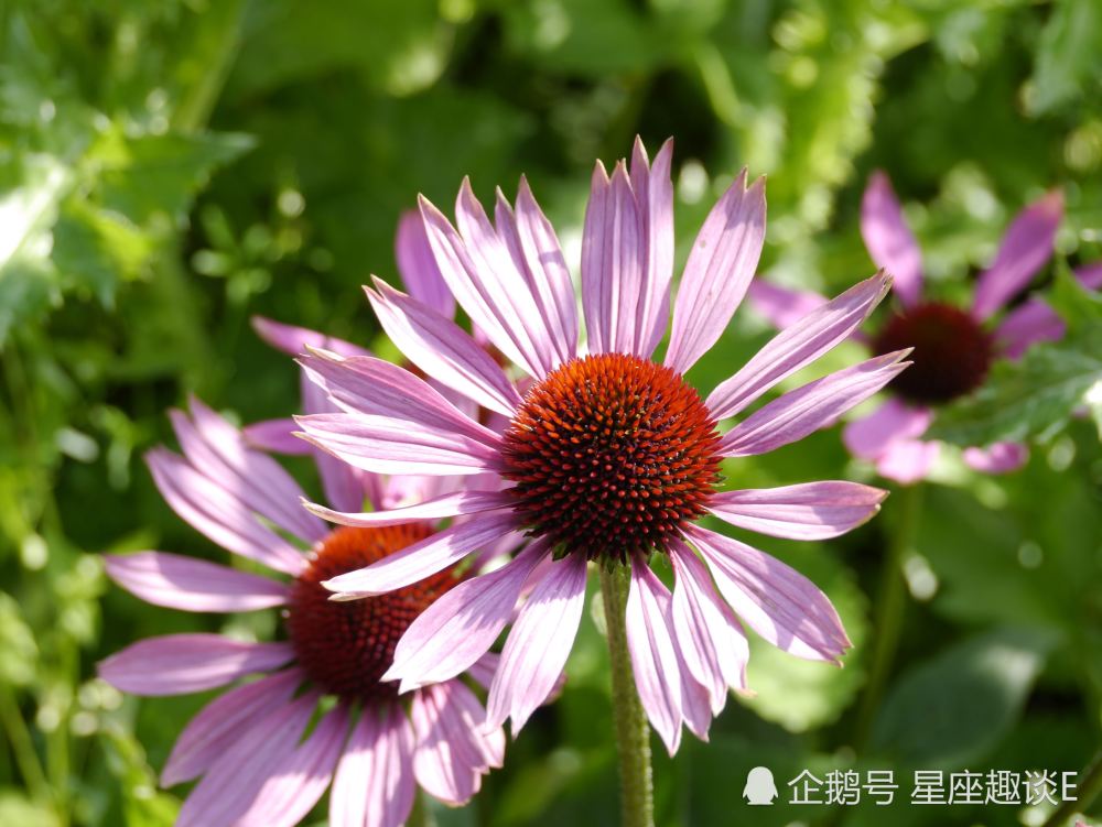 2月22日星座运势 金牛保持冷静 天秤统筹规划 摩羯脱颖而出 腾讯新闻