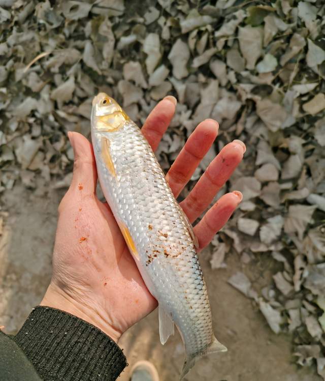 麥鯪江西釣魚人釣到兩條怪魚眼睛鮮紅其實是本土魚赤眼鱒