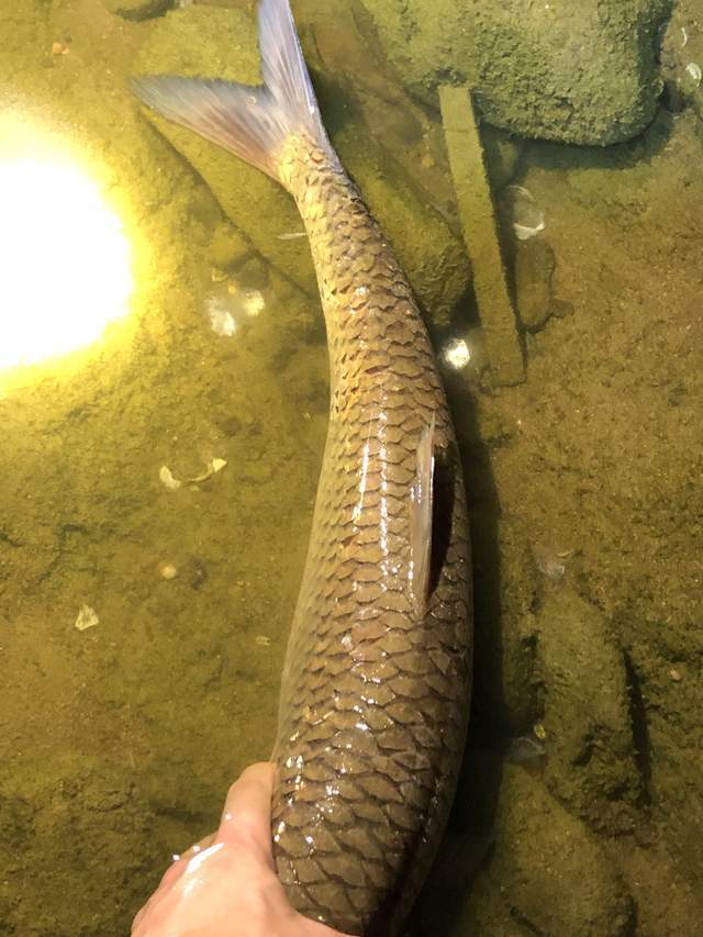 麥鯪江西釣魚人釣到兩條怪魚眼睛鮮紅其實是本土魚赤眼鱒