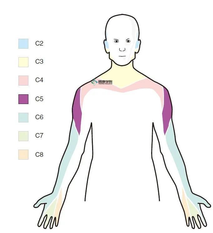 体格检查|疼痛解剖学｜C8神经支配区
