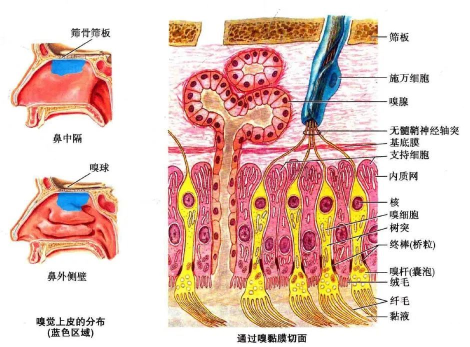 内脏|自主神经周围传入｜特殊内脏传入纤维