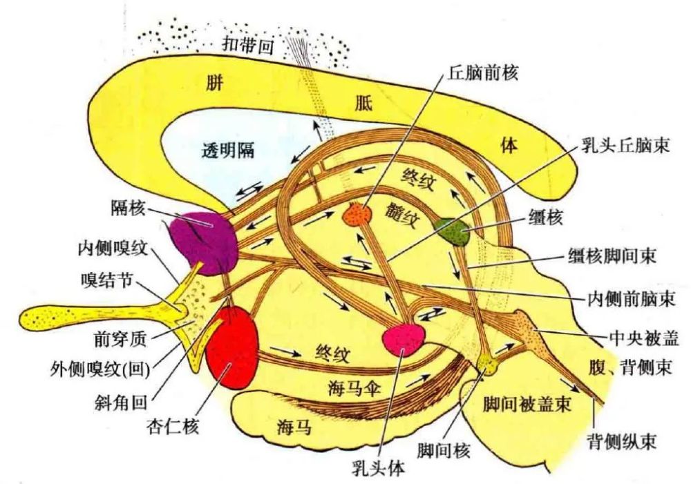 内脏|自主神经周围传入｜特殊内脏传入纤维