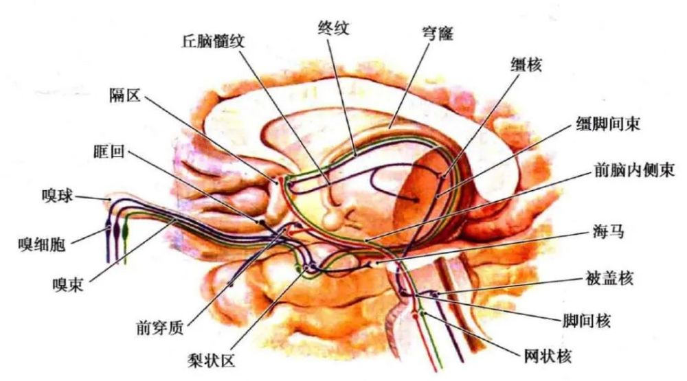 内脏|自主神经周围传入｜特殊内脏传入纤维