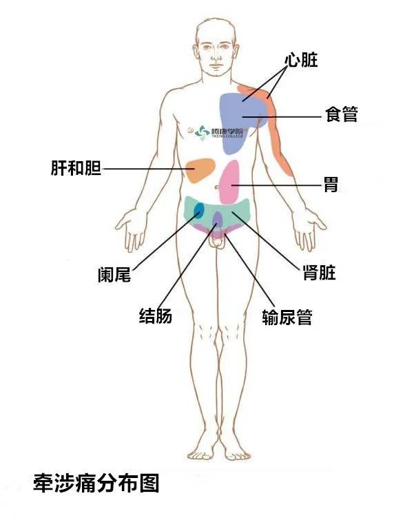 内脏|自主神经周围传入｜特殊内脏传入纤维