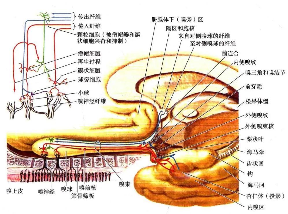 内脏|自主神经周围传入｜特殊内脏传入纤维