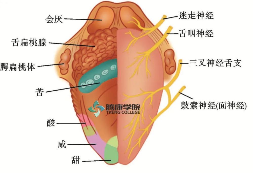 内脏|自主神经周围传入｜特殊内脏传入纤维