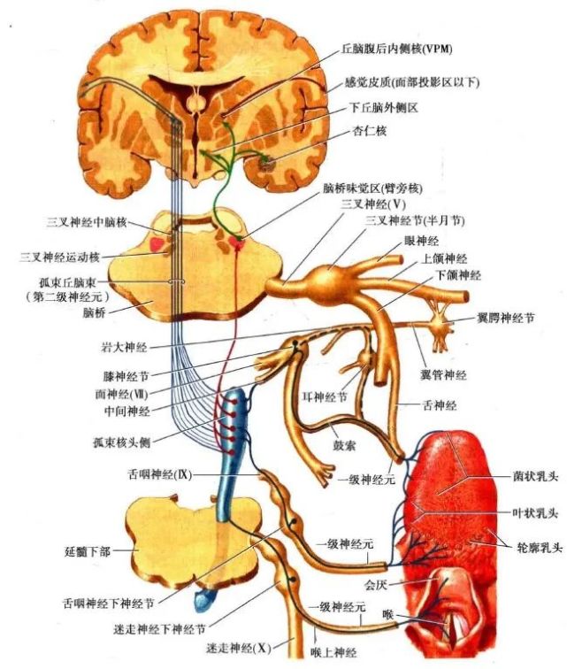 後又有人損傷兔的孤束核上部,追蹤潰變纖維,提出此種纖維徑路經內側