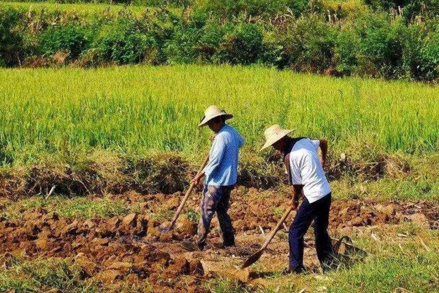 农村怪象 一亩地800元 很多农民仍出租 到底为什么 腾讯网