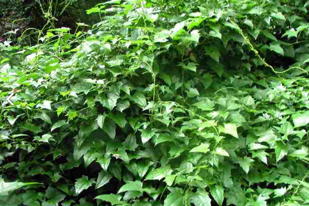 荒野维生野菜系列 大邓伯花 腾讯新闻