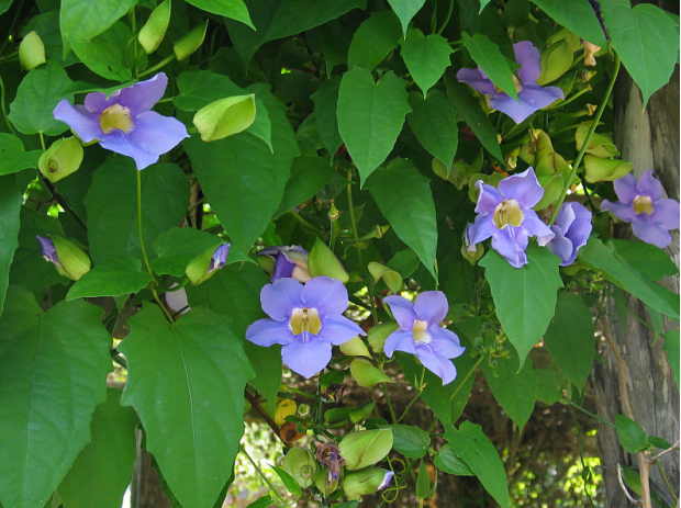 荒野维生野菜系列 大邓伯花 腾讯新闻