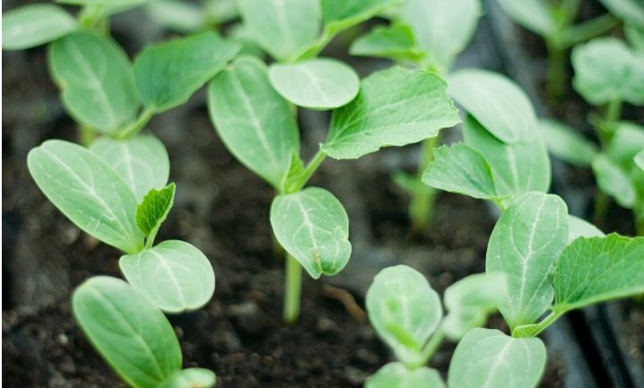 西瓜|西瓜育苗期‘’两水一肥‘’方案，防虫防病出苗旺，效果好可以试试