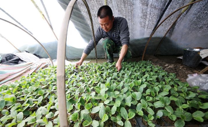 西瓜|西瓜育苗期‘’两水一肥‘’方案，防虫防病出苗旺，效果好可以试试