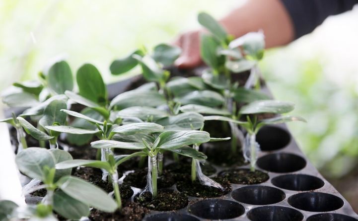 西瓜|西瓜育苗期‘’两水一肥‘’方案，防虫防病出苗旺，效果好可以试试