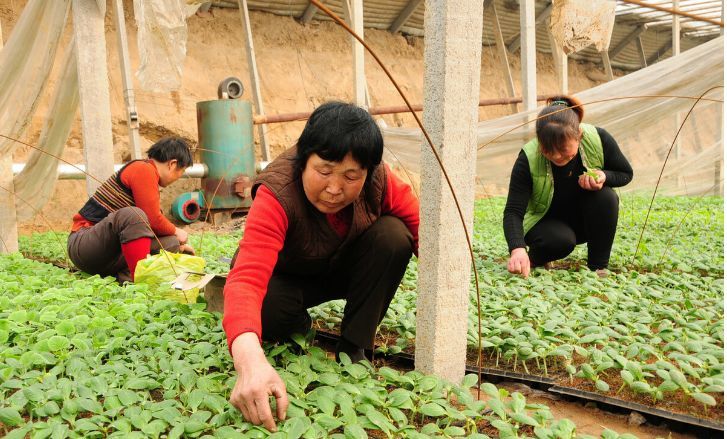 西瓜|西瓜育苗期‘’两水一肥‘’方案，防虫防病出苗旺，效果好可以试试