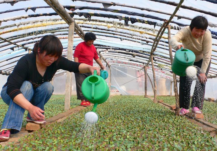 西瓜肉甜多汁怎么种植才能让西瓜高产?