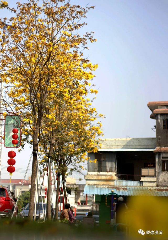 南朗馬東黃花風鈴木|馬岡|順德市|馬東村|南朗鎮|杏壇鎮|黃花風鈴木