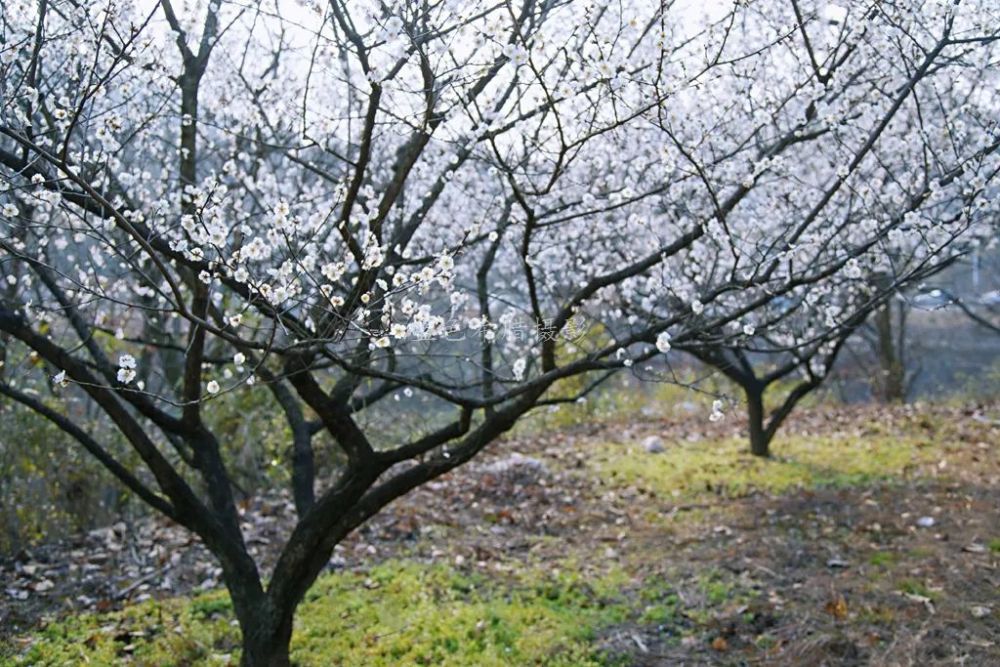 2021正月,上虞丰惠东溪寻梅记,红梅,白梅谁更好看?_腾讯新闻