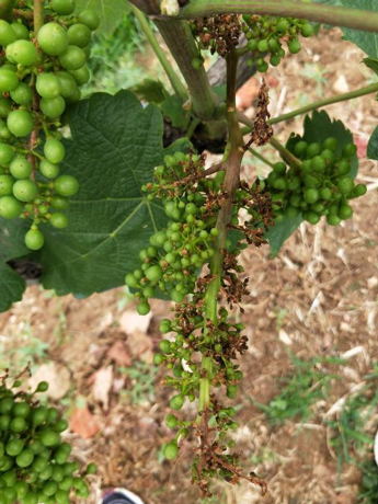 葡萄|权威发布：葡萄溃疡病的发生与防治措施