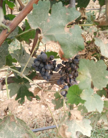 葡萄|权威发布：葡萄溃疡病的发生与防治措施