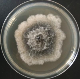 葡萄|权威发布：葡萄溃疡病的发生与防治措施