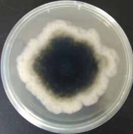 葡萄|权威发布：葡萄溃疡病的发生与防治措施