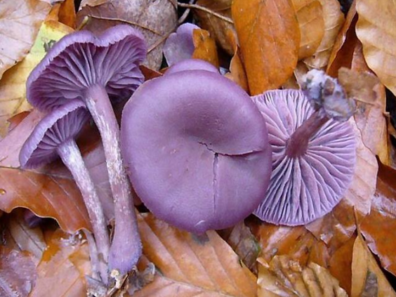 神秘的紫蜡蘑,看起来像是修仙界的仙品草药,没想到竟可以吃