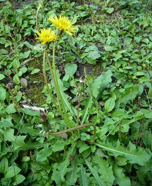 早春养好肝,健康一整年!"护肝菜"经常吃,排肝毒,增强肝功能