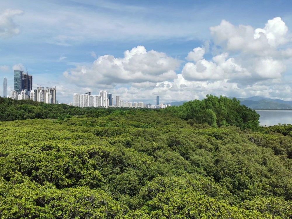 深圳福田的世外紅樹林自然保護區觀鳥勝地怎麼預約進入