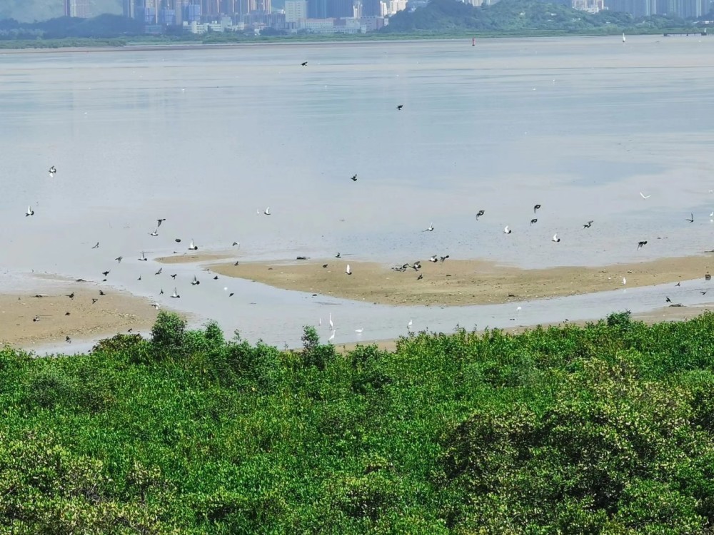 深圳福田的世外红树林自然保护区观鸟胜地怎么预约进入