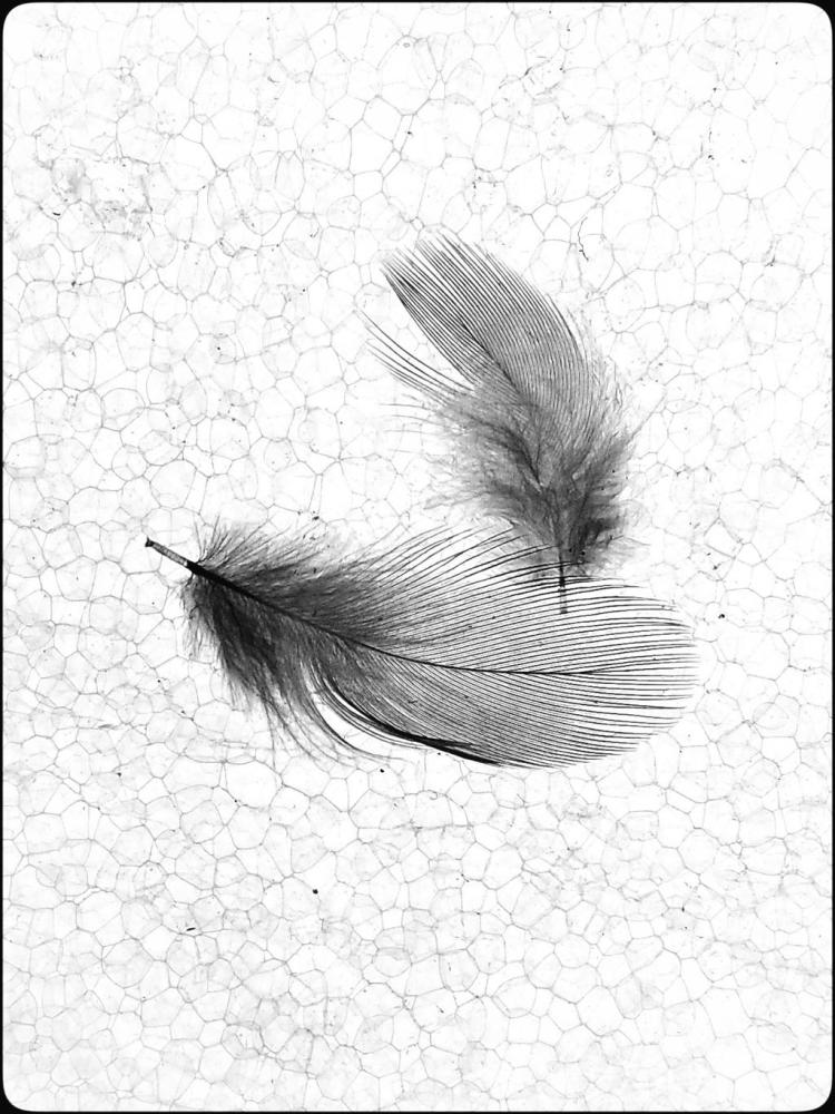 小鹦鹉的羽毛奥林版